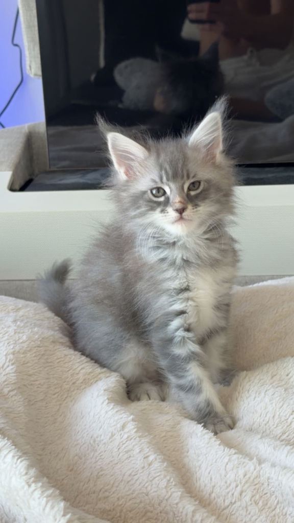 maine coon kittens 
