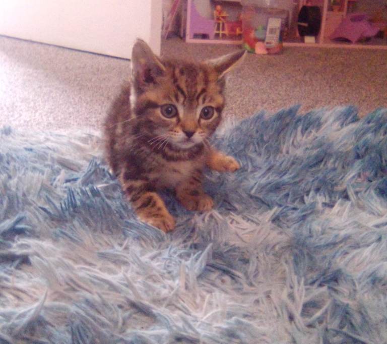 3 gorgeous kittens ready for forever homes 