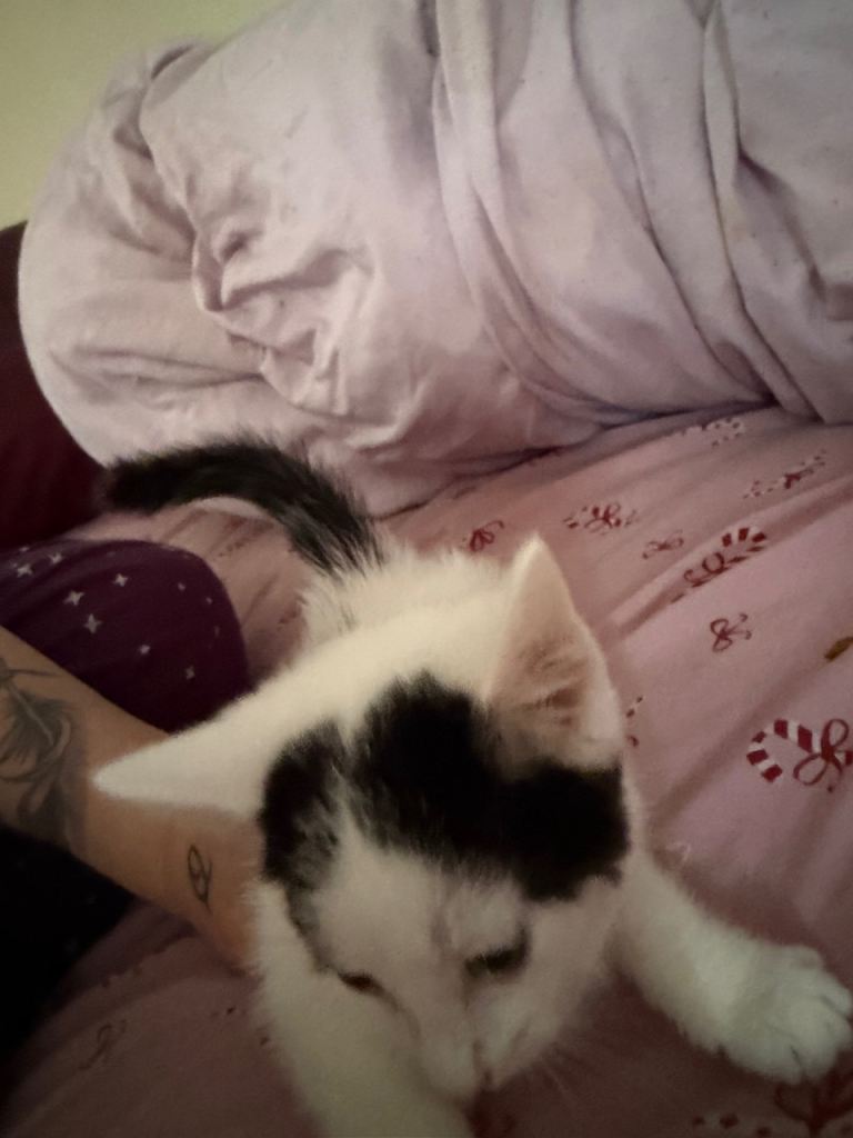 Kittens x 2