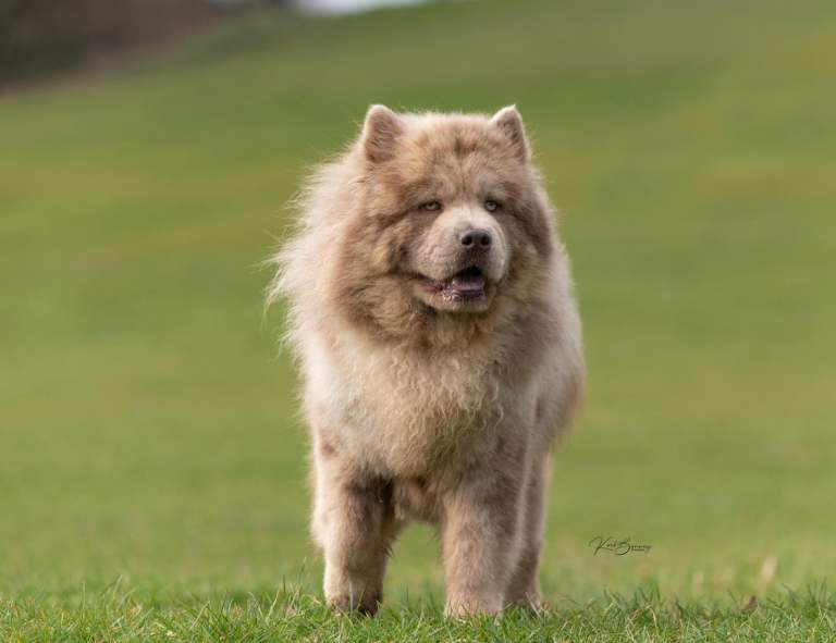 Lilac Merle chow carry’s tan 