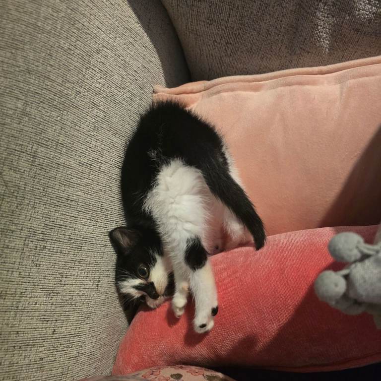 Gorgeous scottish straight cross kitten (female)