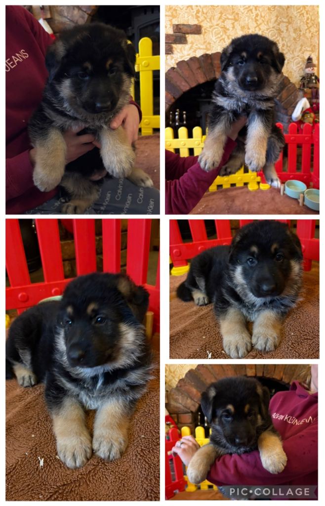 German shepherd puppies 