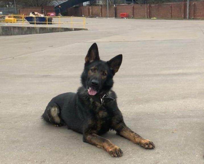 German Shepherd Puppies