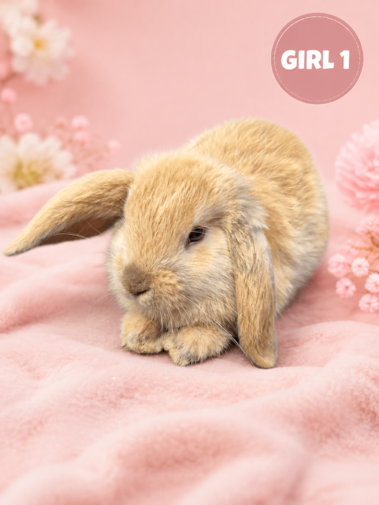 Stunning Pure Bred Mini Lop Rabbits