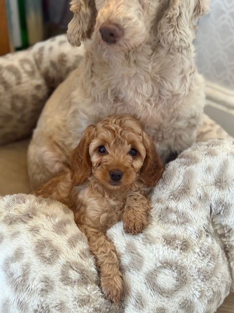 Cavapoo puppy 