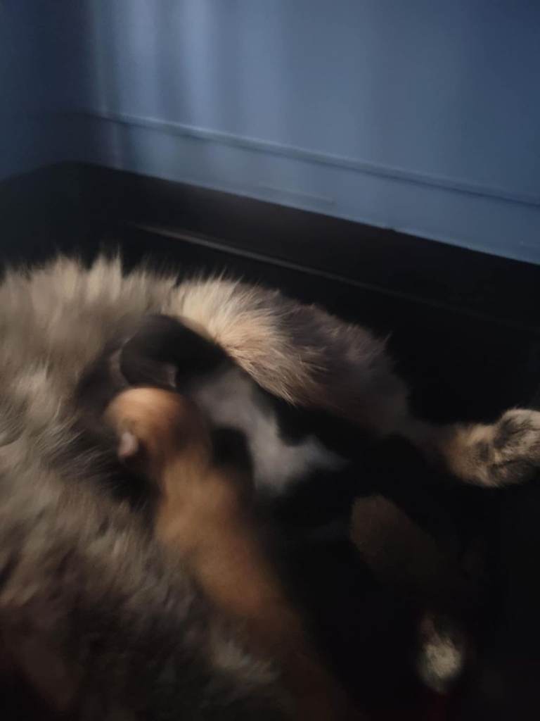 Lovely kittens for a new home