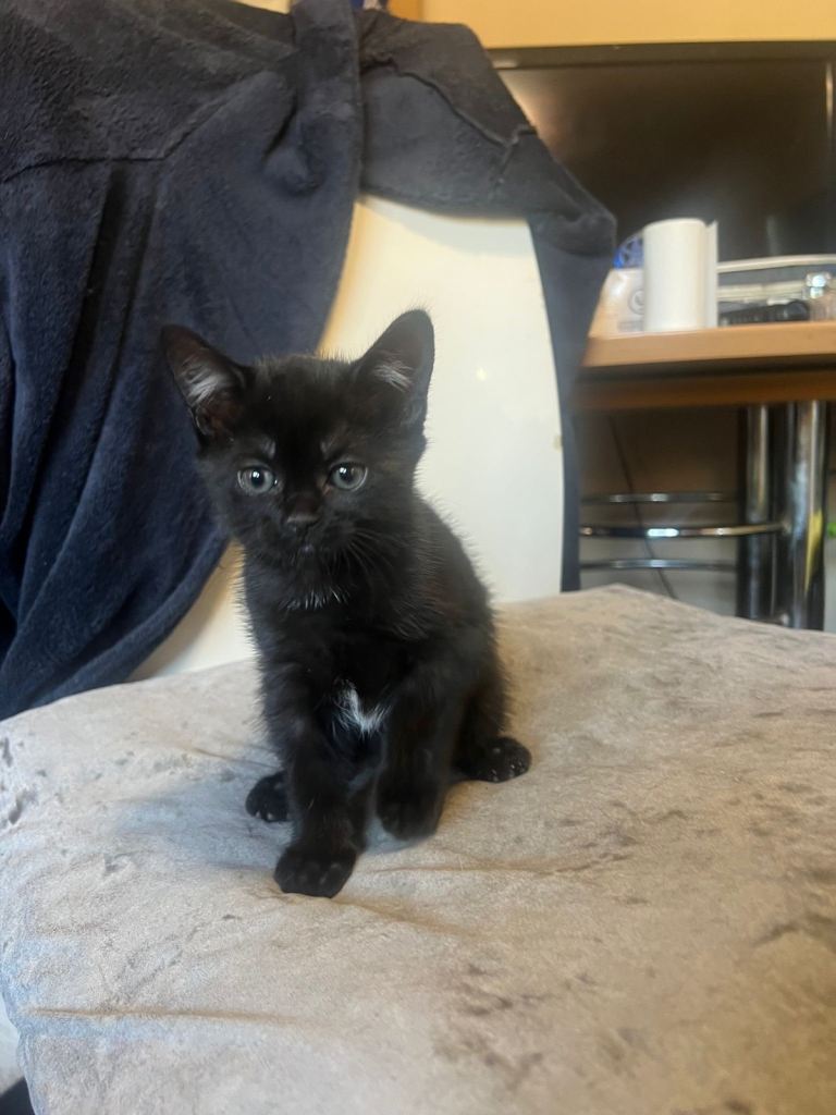 kittens