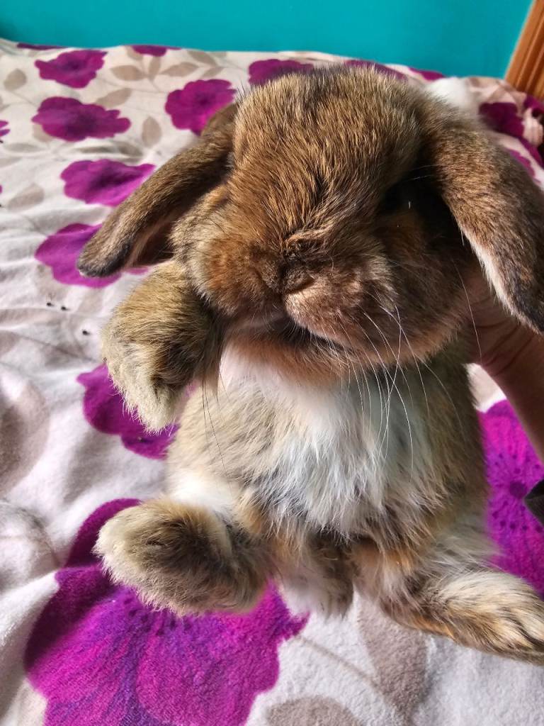 Rabbits