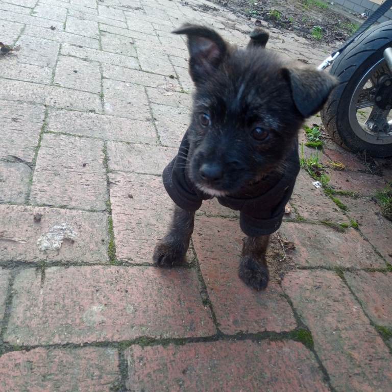 Female Puppy 11wks old