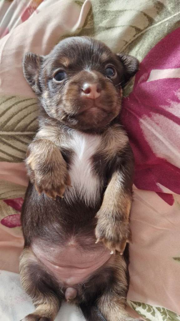 2 female jackchi puppies. 