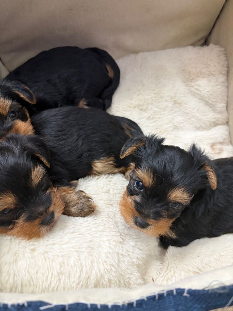 Yorkshire Terrier Puppies 