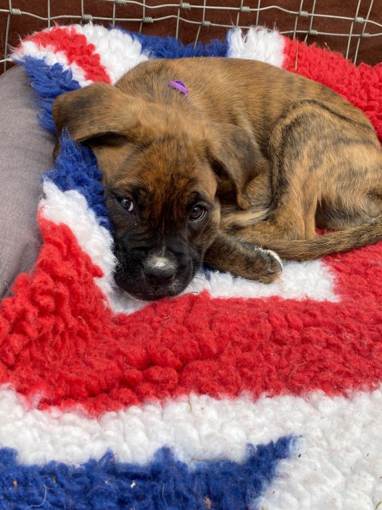 🐾 Boxer cross Puppies – Home Reared with Natural Diet & Holistic Care (4 Boys Available)