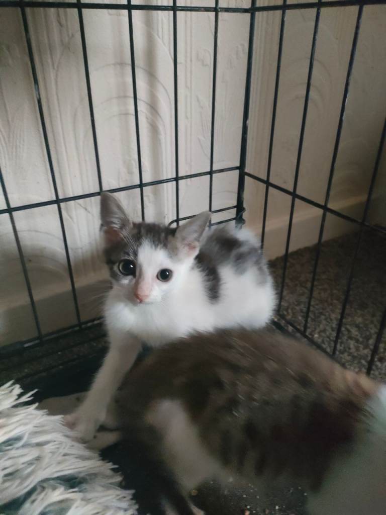 Kittens for sale 