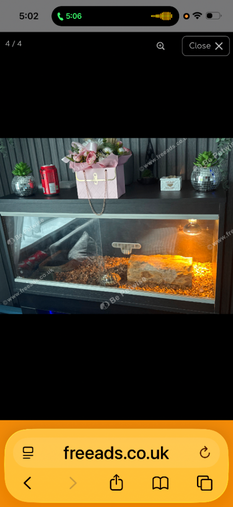 Tortoise for sale with everything 