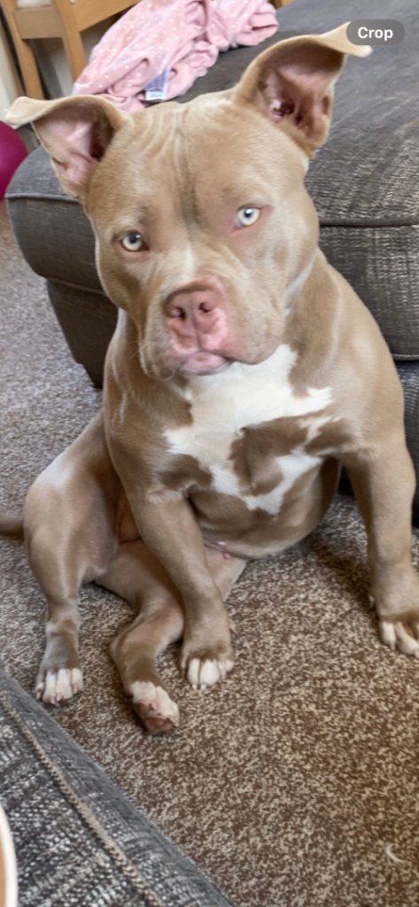 REDUCED 15 month pocket bully