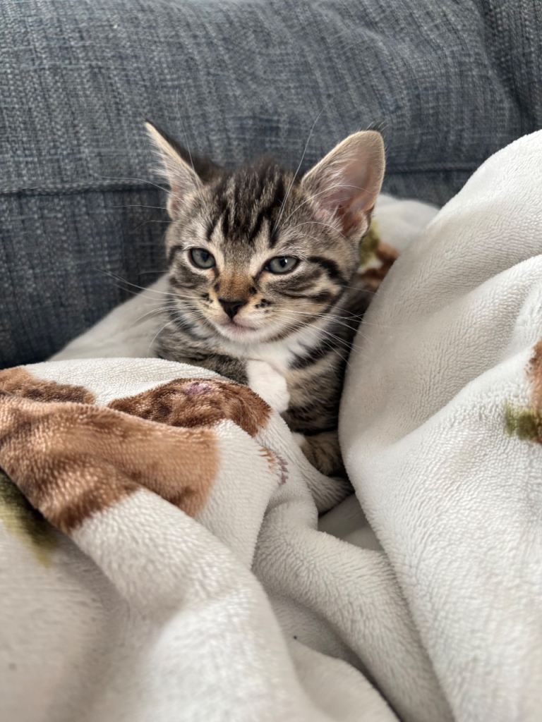 Very playful Kittens for sale
