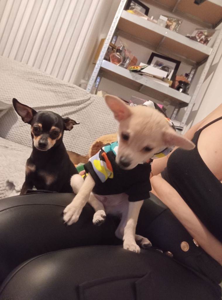 Adorable Miniature Pinscher × Fox Face pomeraniance Pomeranian Puppies Available