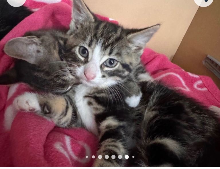 Kittens( all prebooked). 