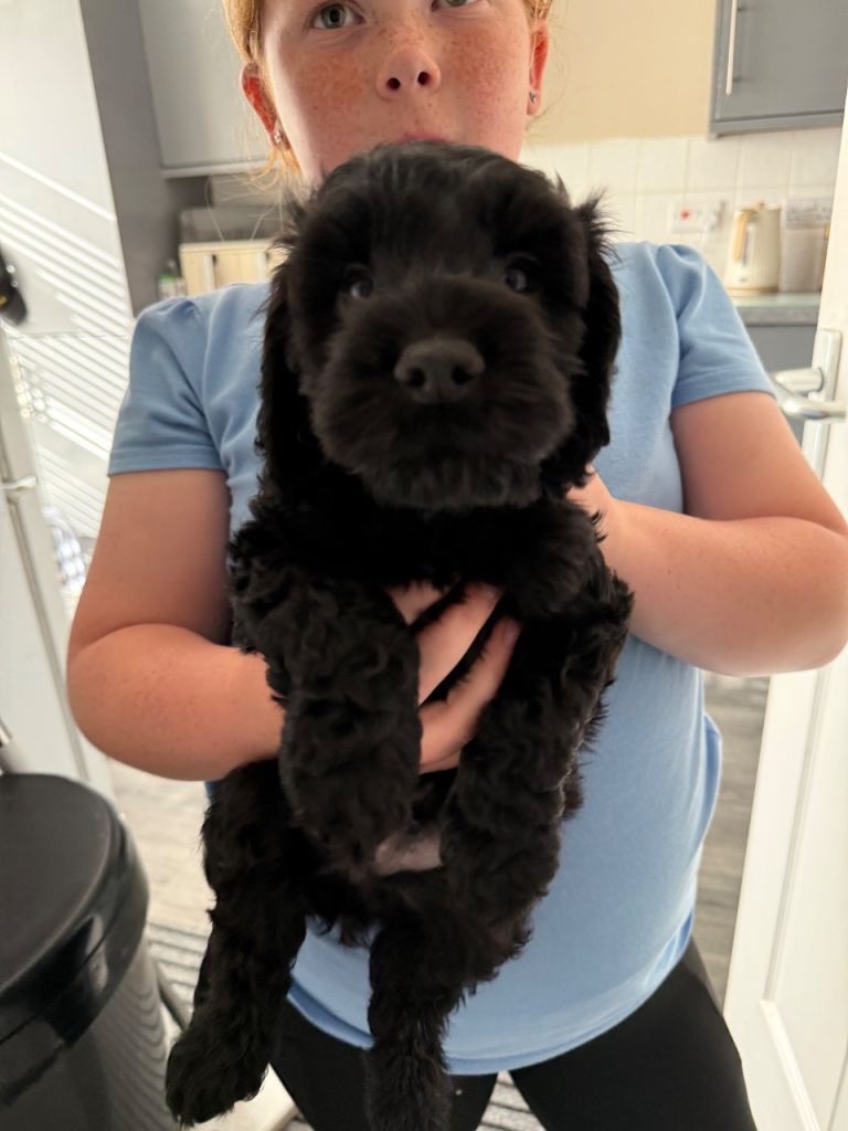 F1b cockapoo puppies