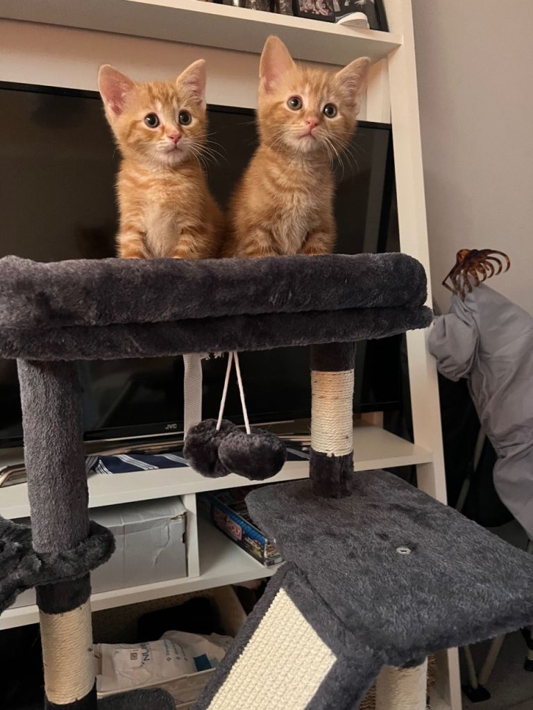 Beautiful ginger kitten