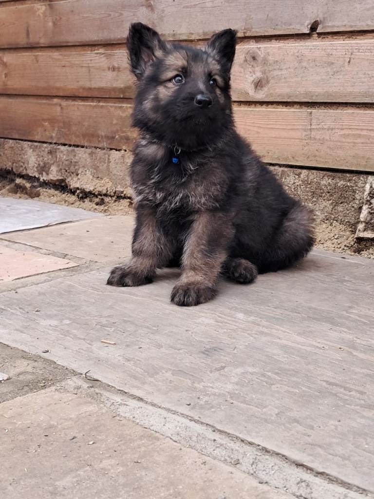 German shepherd puppies 