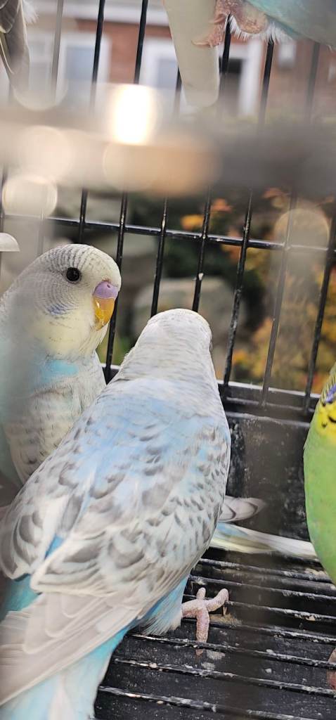 Baby budgies for sale 2- 3 months old