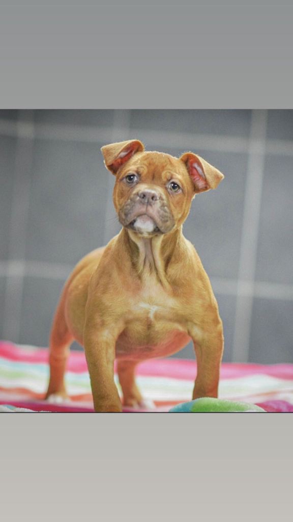 5 star licensed breeder olde English bulldog old tyme bulldog 