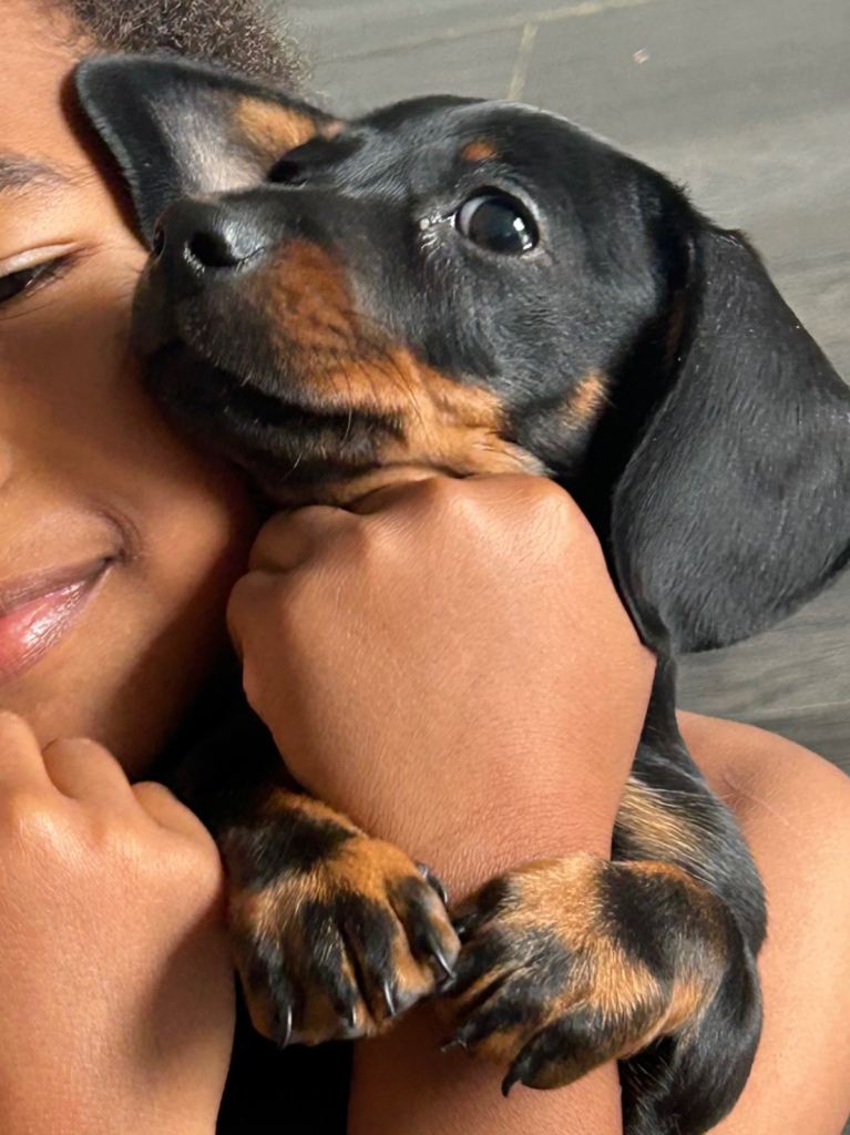 Miniature dachshund 
