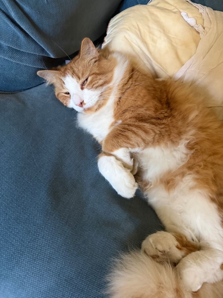 Stunning Ginger Persian 