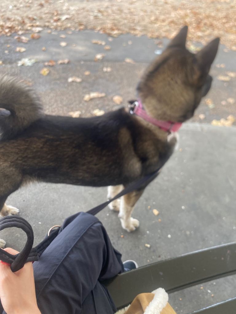 Fully trained akita female