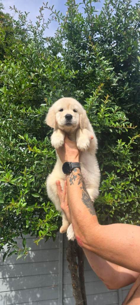 KC Registered Golden Retriever Puppies