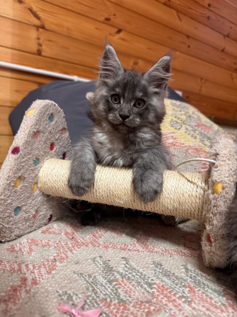 TICA Registered Maine Coon Kittens