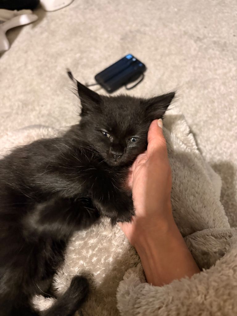 Kittens , black , long furred 