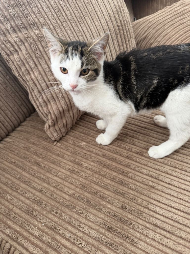 Adorable kitten looking for a new home 