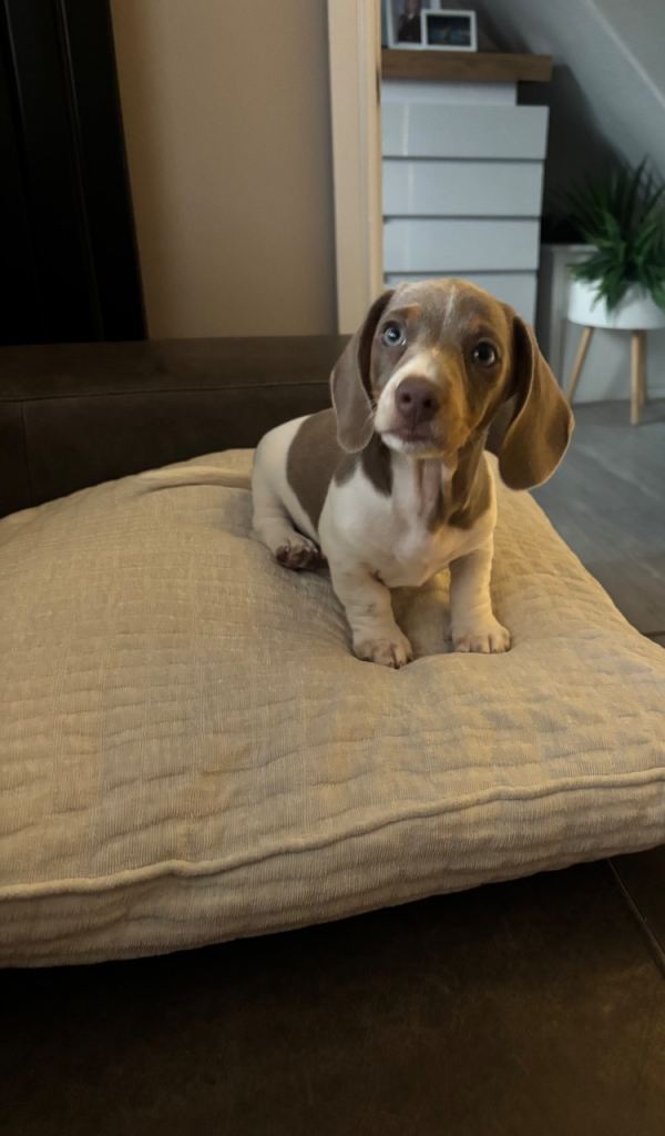 Our last boy available miniature dachshund 