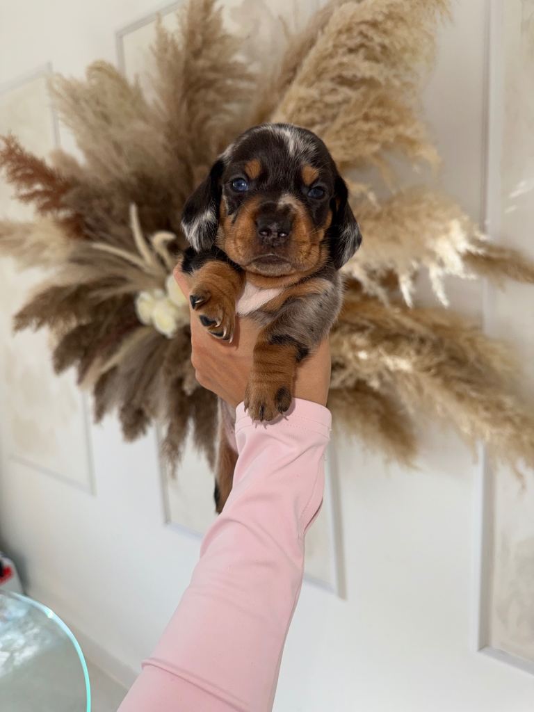 Stunning dachshund puppies for sale