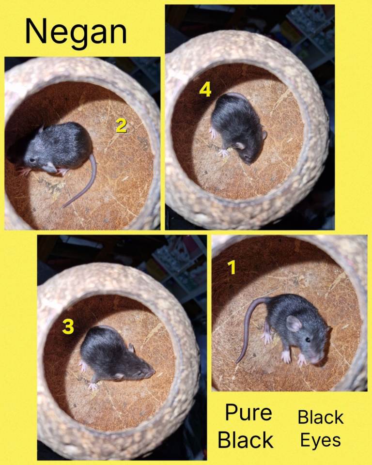 Baby Dumbo Rats 🐀 Updated Pictures