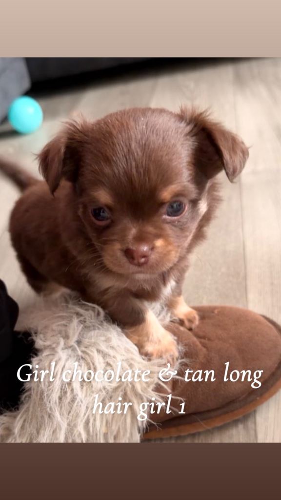longhair chihuahua puppy’s 