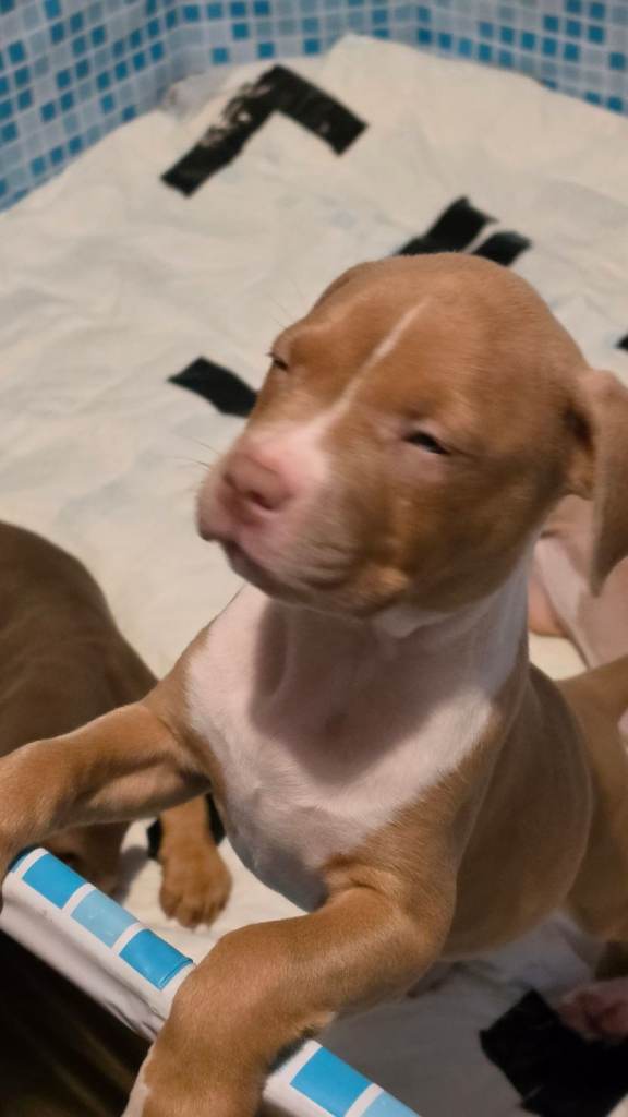 Puppies