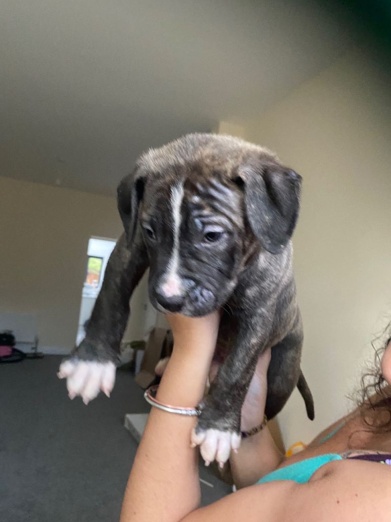 Beautiful Scott American Bulldog x Staffy