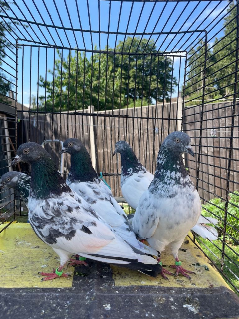 Pigeon for sale all flyers 
