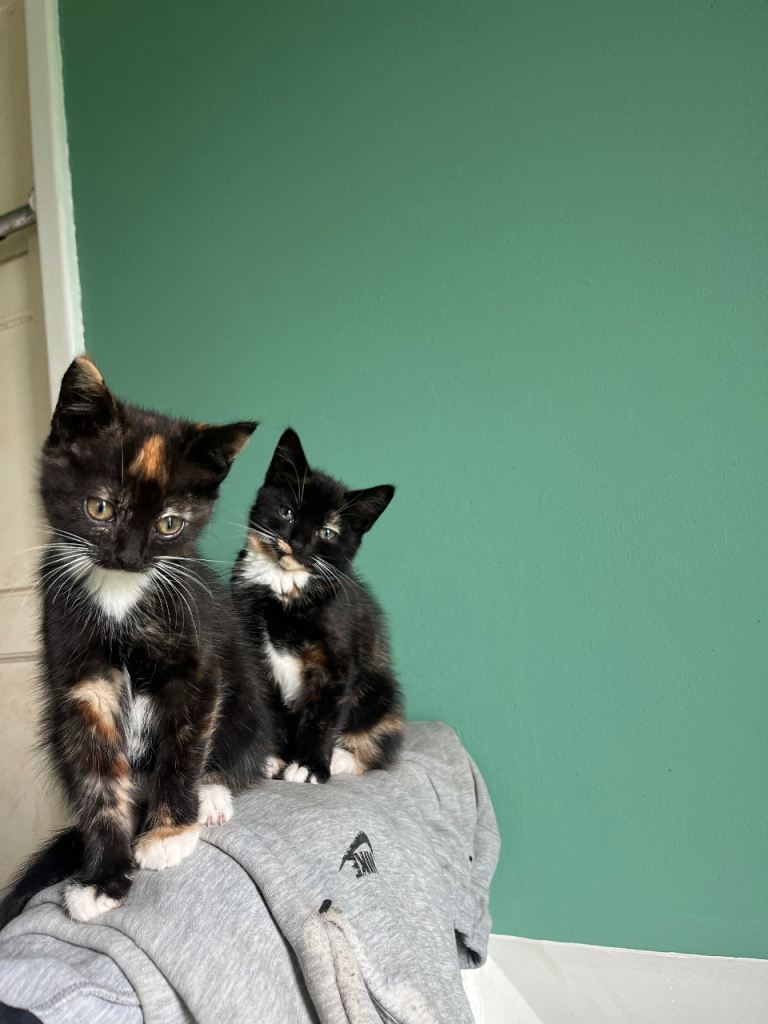 Kittens