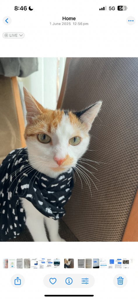 Cat care
