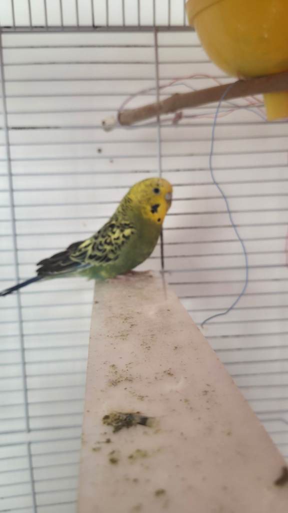 Budgie