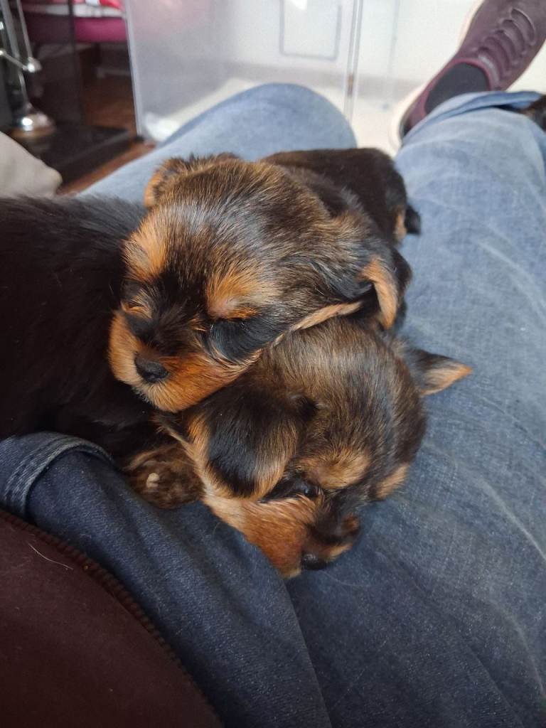 Beautiful Yorkie pups