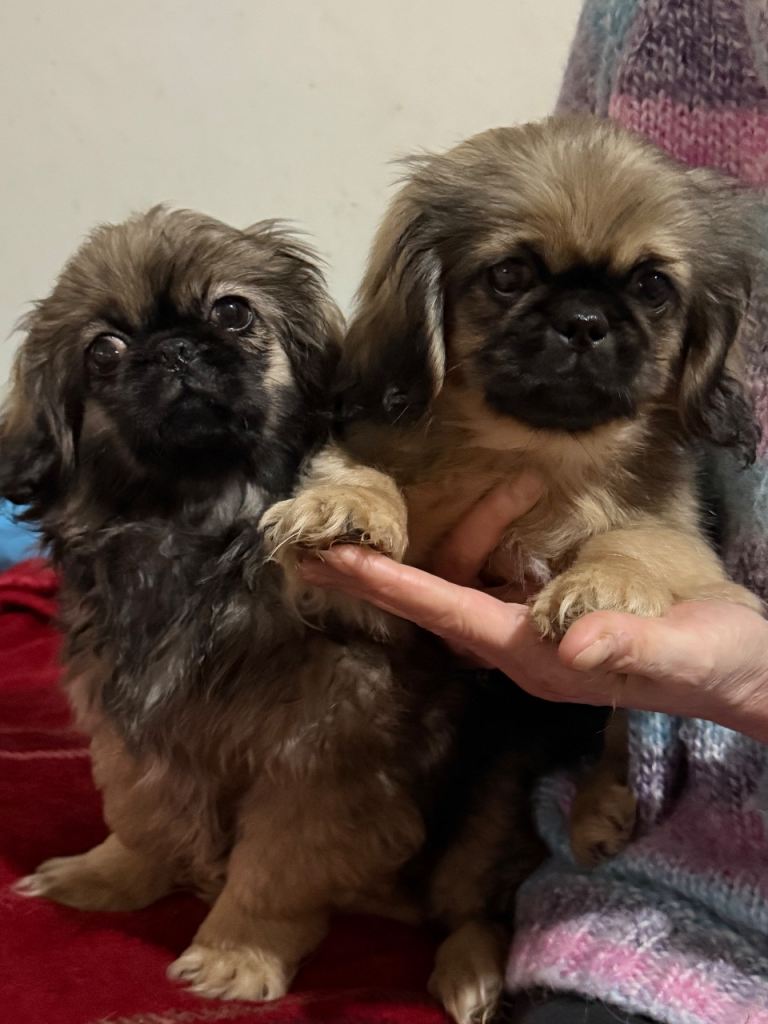 Beautiful pure pekingnese puppies boys black masks 15 weeks