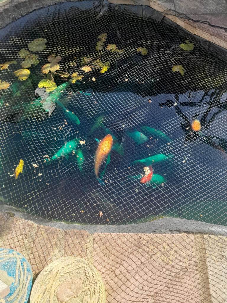 Koi carp for large fish pond closing down
