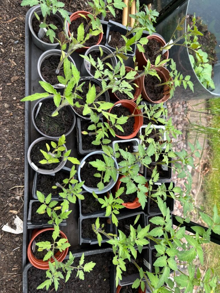 Tomatoes 