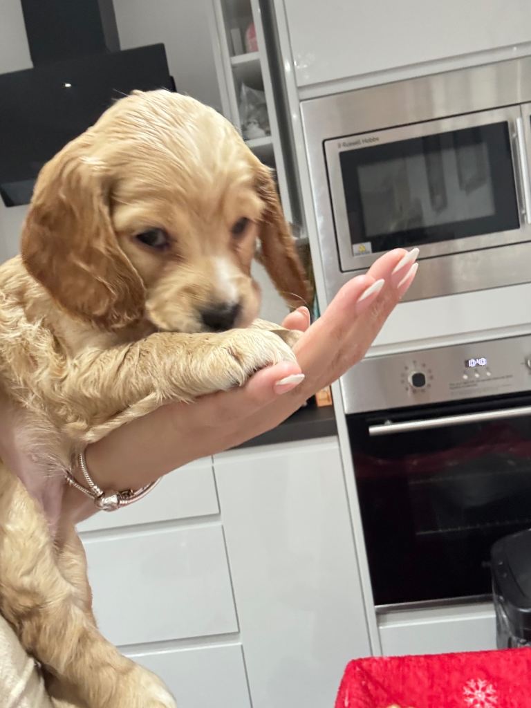 Cocker spaniel puppies for sale 