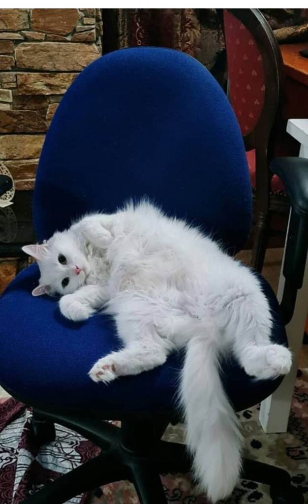 Angora female for rehome 